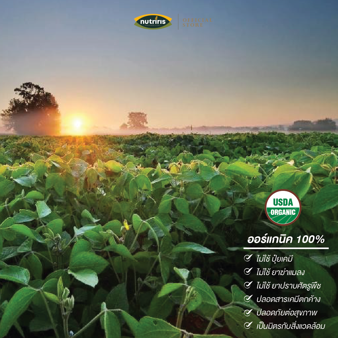 CT Soy Bean 2026-03 ถั่วเหลือง