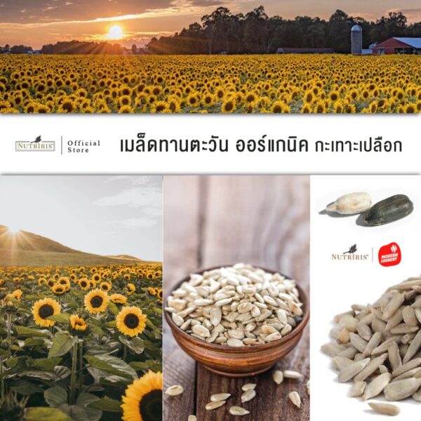 เมล็ดทานตะวัน