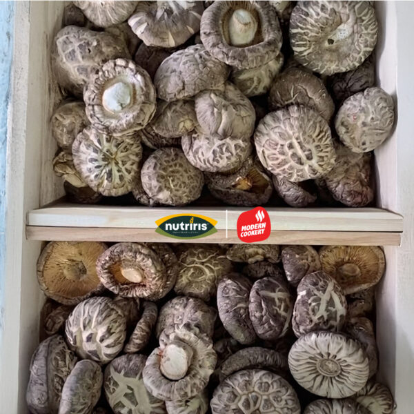 เห็ดหอมลายญี่ปุ่น