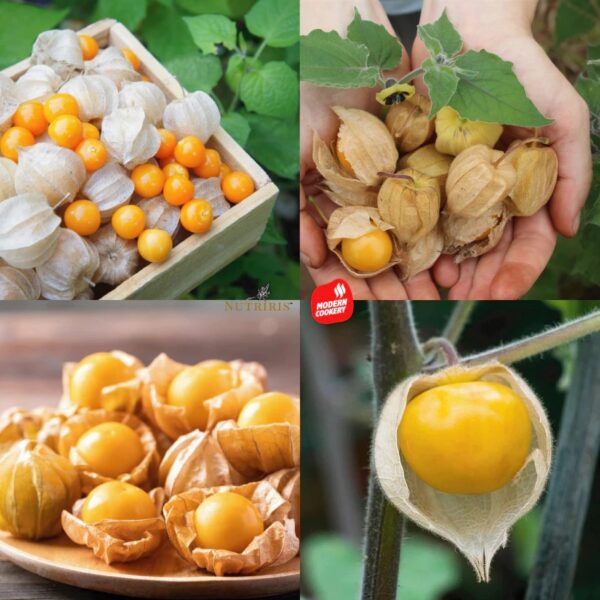 โกลเด้นท์เบอร์รี่