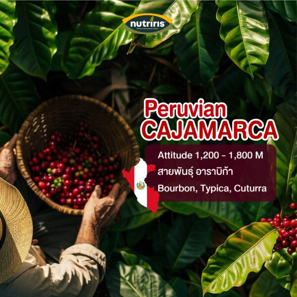 อราบิก้า-กาแฟ