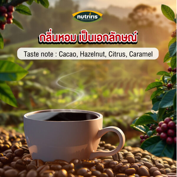 อราบิก้า-กาแฟ