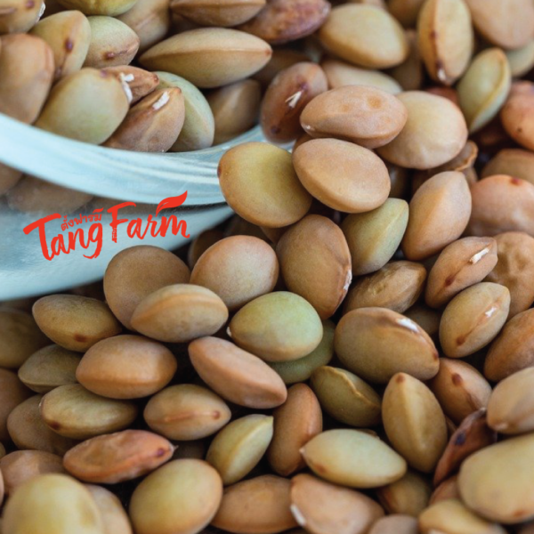 ตั้งฟาร์ม เลนทิล