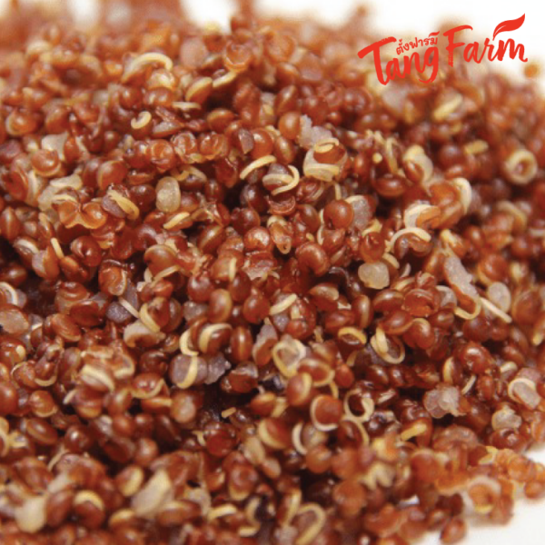 ตั้งฟาร์ม ควินัวแดง