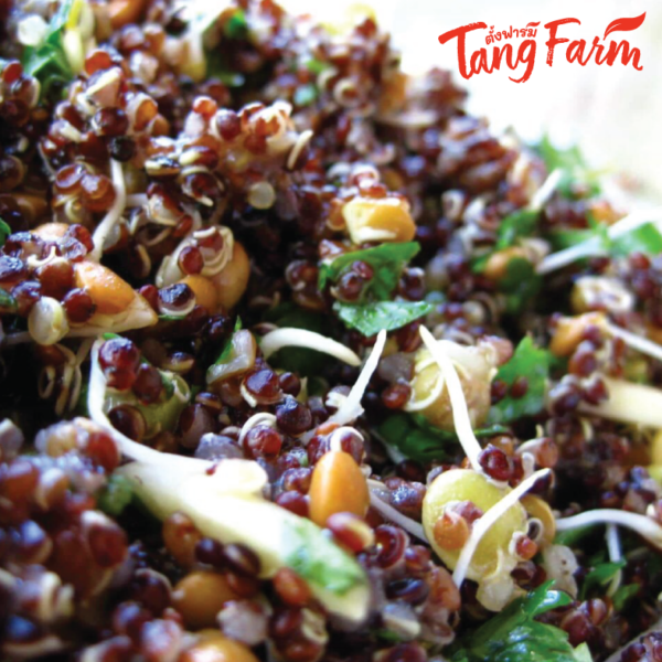 ตั้งฟาร์ม ควินัวแดง