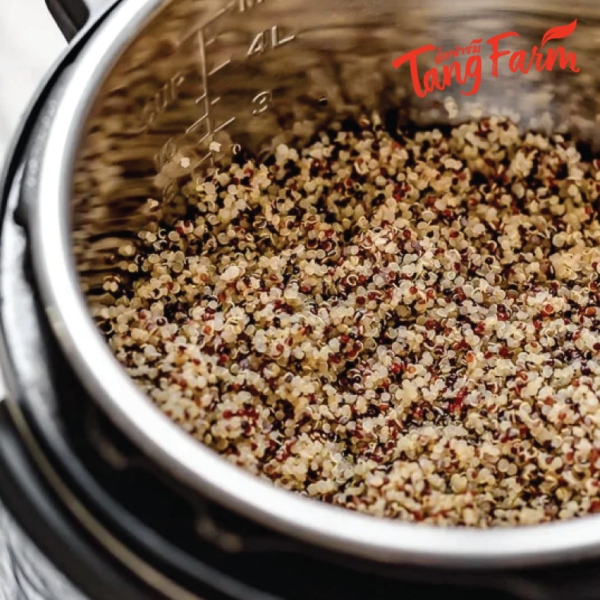 ตั้งฟาร์ม ควินัว 3 สี