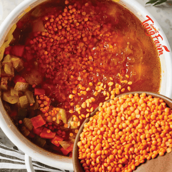 Red Lentil